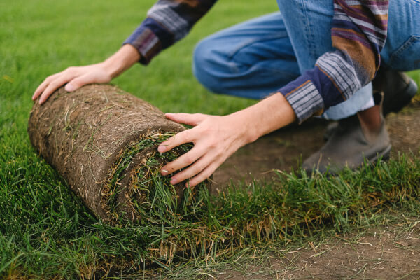 Someone turfing grass