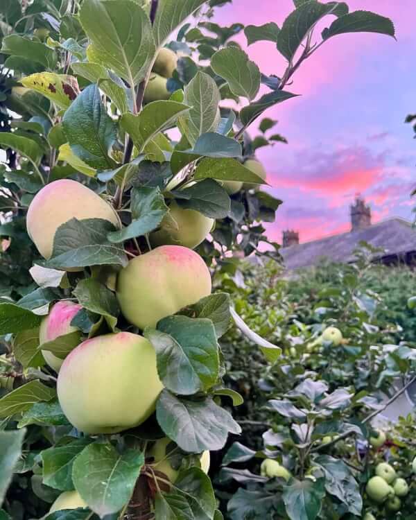 DiaryofaYourkshireGardener