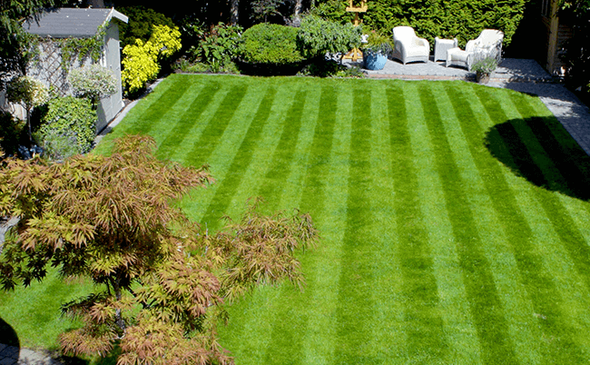 Healthy Lawn Tips