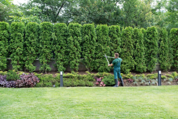 Person trimming a large hedge