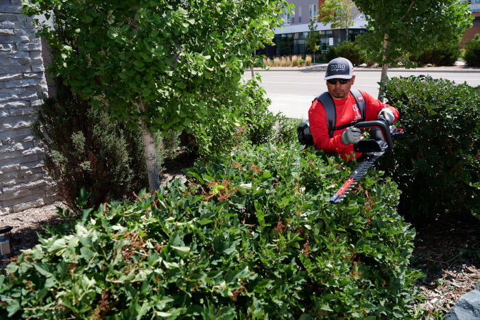 Commercial landscaper trimming shaped hedge with Toro Revolution Hedge Trimmer