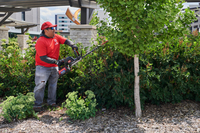 Grounds professional using Toro Revolution Hedge Trimmer to cut a large shrub in an urban landscape